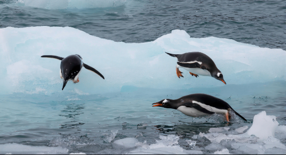 Gentoo penguin in Antarctica