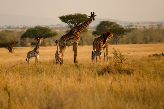 African Safari Giraffes