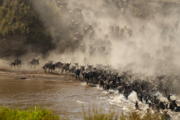 Great Migration Wildebeest